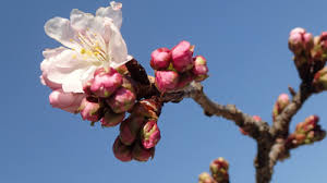 「桜」の画像検索結果
