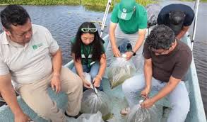 PVEM Tabasco libera 30 mil alevines en río González para restauración del manto lagunar