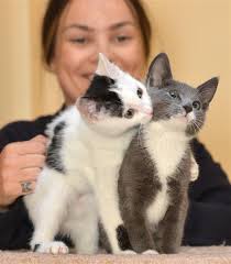 SPCA Otago animal manager Grace Hepburn, with kittens available for adoption from the Opoho animal shelter. Photo by Peter McIntosh. - spca_otago_animal_manager_grace_hepburn_with_kitte_52f498d8e9