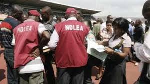 Image result for Adamawa NDLEA intercepts cars laden with drugs