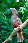 Kaka do parrots live in the rainforest <?=substr(md5('https://encrypted-tbn3.gstatic.com/images?q=tbn:ANd9GcTVpDZACLxYgTZe29tYjb9LtuGPnUwe2kxrhr3TATPCm088nwhvd1G7oNs7'), 0, 7); ?>