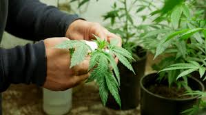 Resultado de imagen de Legalization