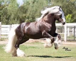 images?q=tbn:ANd9GcTVw2nFaxgBDE8LeQxkkAY