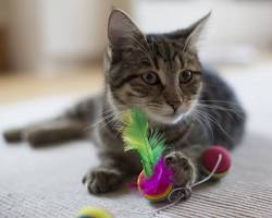 adult cat playing with a toyの画像