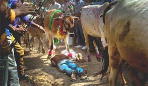 Image result for funny hindu indian tradition cow