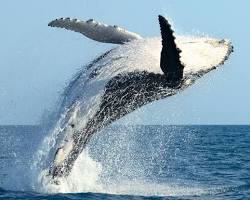 Image of whale breaching