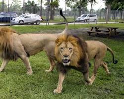 Lion Country Safari in USA
