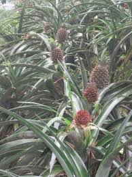 Image result for how to grow pineapple in stages