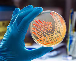 Image of Bacteriology