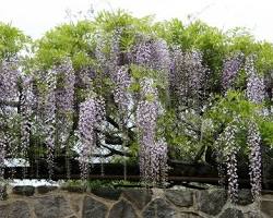 Image of New York Botanical Garden wisteria