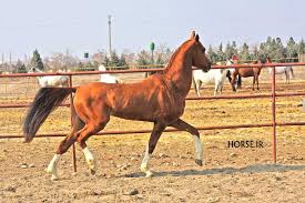 Image result for IRAN HORSES