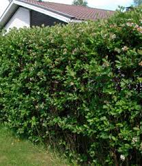 Image result for mustamarja-aronia