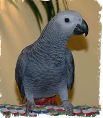 Image result for african grey parrot for sale