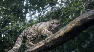 Avistan un leopardo de las nubes por primera vez en 10 años en Honduras