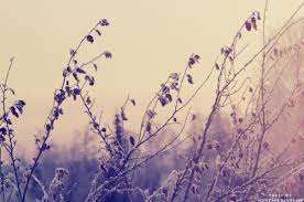 Résultat de recherche d'images pour "tumblr photography vintage quotes"