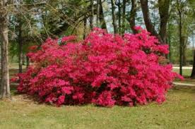 Image result for Azalea azaleas