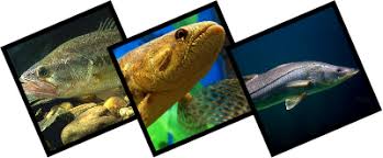Resultado de imagem para pesca rs
