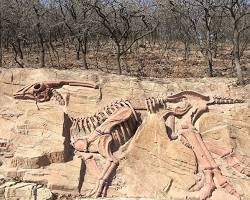 China dinosaur fossils