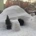 Airbnb removes New York igloo charging $200 a night