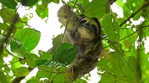 Sloth World Orlando to Close After Animal Deaths
