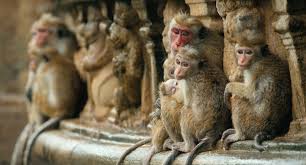 Image result for MONKEYS