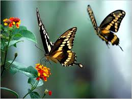 Resultado de imagem para fotos de borboletas