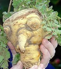 Image result for evil parsnip