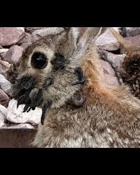 EEUU/ Un extraño #fenómeno fue avistado en algunos #conejos salvajes en el sureste de #FortCollins, #Colorado, #EstadosUnidos. 📌 Allí, los #animales que circulan de forma libre por la ciudad comenzaron a aparecer