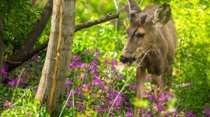 After drop in recent years, Utah seeks new ways to improve mule deer 
population