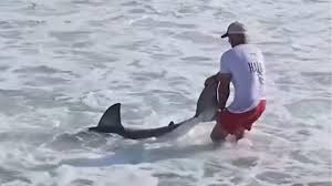 Vídeo flagra momento em que pescador solta tubarão-branco em Nantucket