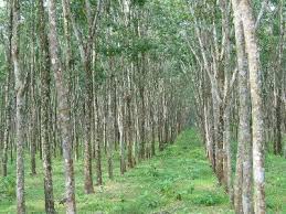 Image result for Tree plantation
