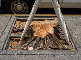 Anger Over Chainsawed Trees in Downtown L.A. Sparks Concerns About City's Decline