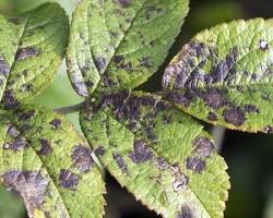 Image of Fungi on plants