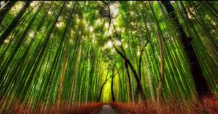 Image result for windows 10 wallpaper