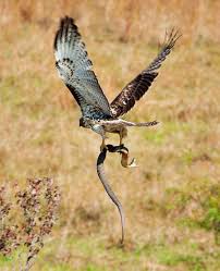 Image result for hawk with snake