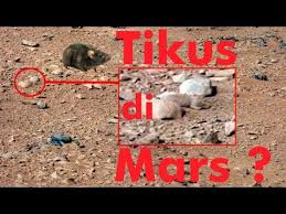 Hasil gambar untuk Kehidupan Di Planet Mars