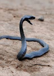 Image result for black cobra with sweet girl