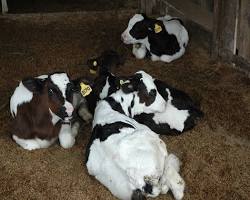 Image of Bibit sapi perah yang berkualitas