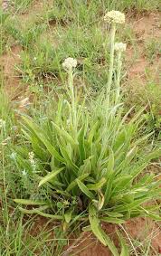 Image result for Helichrysum nudifolium