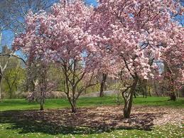 Cherry Trees