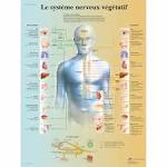 Systeme nerveux vegetatif