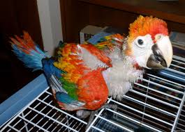 Image result for baby macaw parrot for sale