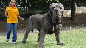 Image result for worlds biggest dog