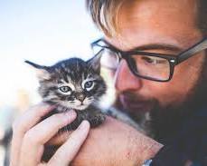 person gently petting a kitten, showcasing the bond between human and feline.の画像