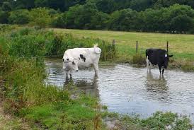 Image result for cattle and climate in australia