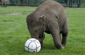 images?q=tbn:ANd9GcTYnVwFDMoQv AS qVIND1DbsteAd0fii4tcwrwTD0sw99UvpHsJQ