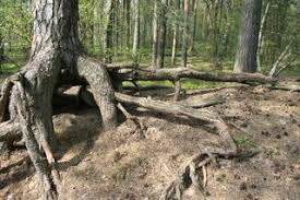 Bildergebnis für baum mit großen wurzeln im wald