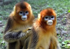Image result for MONKEYS