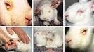 Cosmetic Animal Testing - FINAL DRAFT -