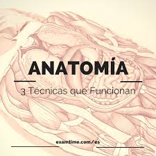 Resultado de imagen para anatomia